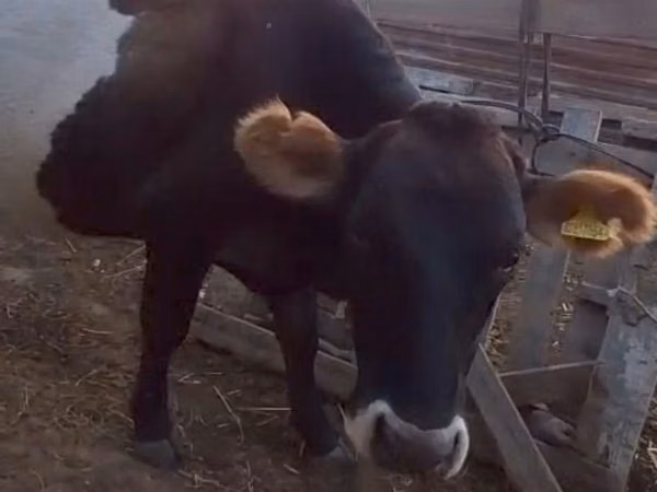 गाय, Latvian Blue cattle