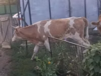 بقرة, Simmental cattle — الصورة 2