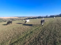 母牛, Simmental cattle — 照片 1