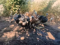 Turkeys — Foto 2