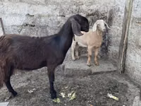 बकरी, Damask goat — फ़ोटो 2