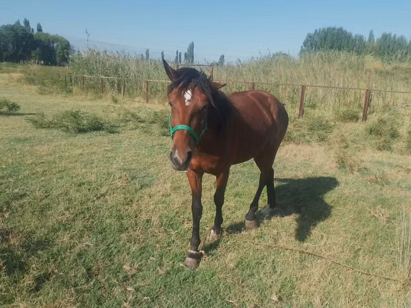 Hengst, French Trotter