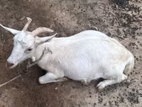 Echki, Echkilar — 6-rasm