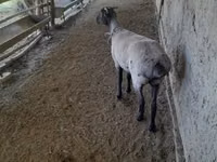 أغنام (دفعة، الجنس غير محدد), Merino sheep — الصورة 5