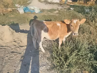 公牛, Simmental cattle — 照片 4