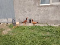 Chickens — 照片 5