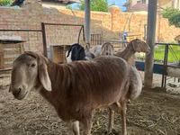 मेढ़ा, Arashan sheep — फ़ोटो 1