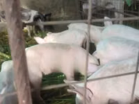 猪（批次，未指定性别）, Pigs — 照片 2
