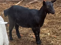 Cabra, Alpine goat — foto 1