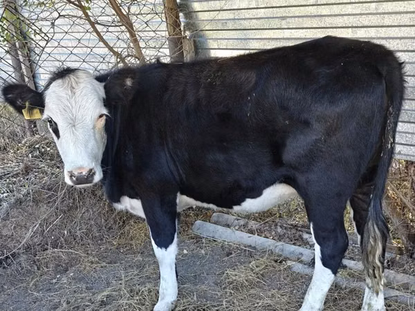 गाय, कजाख़स्तानी सफेद सिर वाली गाय — कज़ाखस्तान