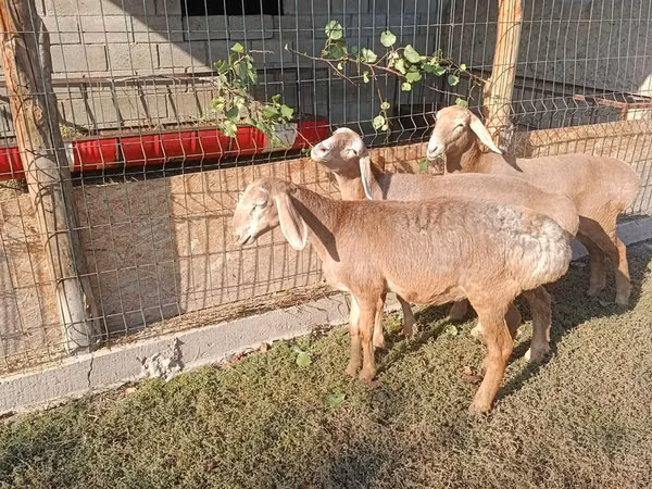 Schaf, Arashan sheep