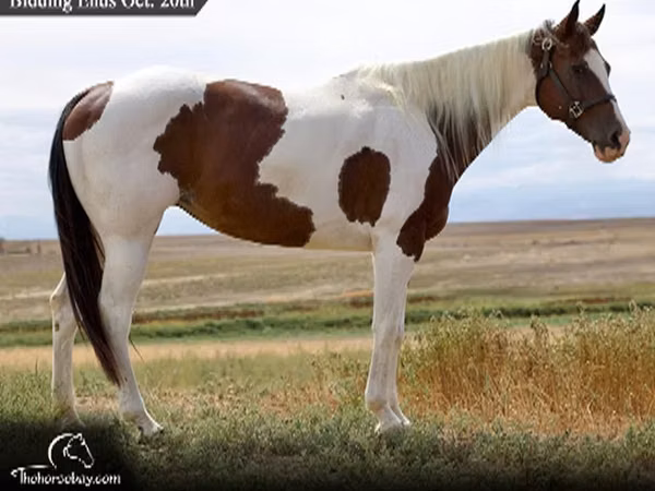 فرس, Rocky Mountain Horse