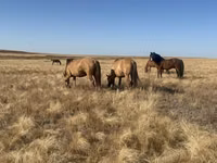 فرس, Mugalzhar horse — الصورة 2