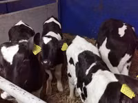 Bulle, Russian Black pied cattle — Foto 2