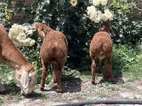 Widder, Arashan sheep — Foto 4