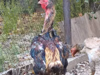 Derbyshire Redcap — Foto 7