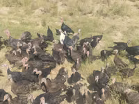 Turkeys — Foto 2