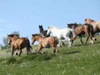 Stute, Horse breed — Foto 3