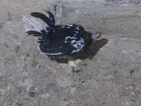 Yapon Bantam — 1-rasm