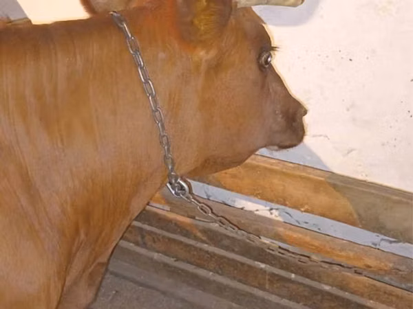 गाय, मवेशी — कज़ाखस्तान