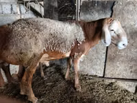 Qoʻchqor, Arashan sheep — 1-rasm