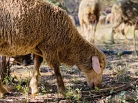 Carnero, Merinoland sheep — foto 7