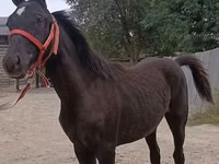 Pferde (Partie, Geschlecht nicht angegeben), Pferde — Foto 3