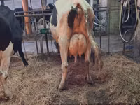 Vaca, Raza Holstein — foto 2
