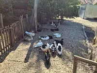 Ducks — Foto 7