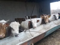 Rinder (Partie, Geschlecht nicht angegeben), Simmental cattle — Foto 3