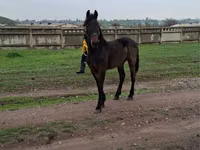 Hengst, Friesian — Foto 4