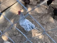 Marans — Foto 2