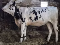 Vaca, Russian Black pied cattle — foto 1