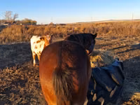 Caballo, Caballos — foto 2