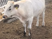 公牛, Cattle — 照片 1