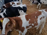Rinder (Partie, Geschlecht nicht angegeben), Simmental cattle — Foto 4