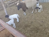Sheep, Dorper sheep — photo 2