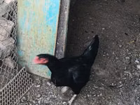 Chickens — 7-сурет