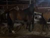Caballo, Caballos — foto 5