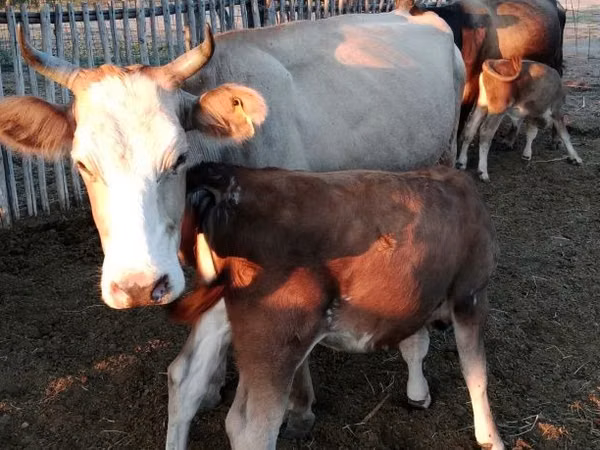 母牛, Cattle — 哈萨克斯坦