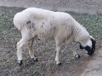 كبش, الأغنام — الصورة 5