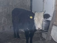 母牛, Kazakh White-headed cow — 照片 3