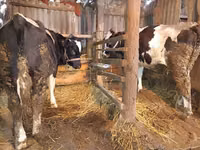 Cow, Simmental cattle — photo 2