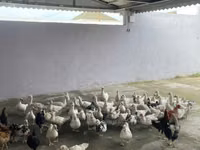 Ducks — 照片 3