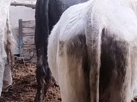 Bull, Kazakh White-headed cow — photo 7