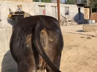 Cow, Alatau breed — photo 4