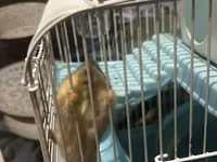 7 ədəd hamster və qəfəs dəsti - Növ: xırda ev heyvanı (hamster) - — foto 1