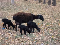 母羊, Sheep — 照片 1