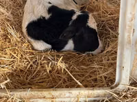 ثور, Swiss cattle — الصورة 2
