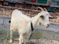 Ziege, Saanen goat — Foto 1